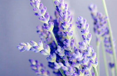 Fragrance Essential Oils: Resonate from Emotional Atmospheres
