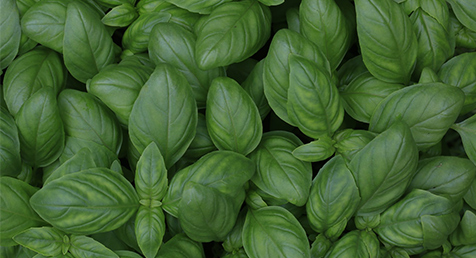 Basil Oil